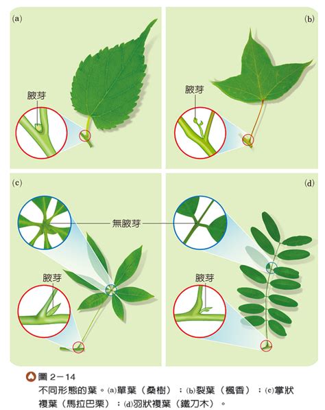 葉子生長在莖上的位置稱為什麼|植物知多少